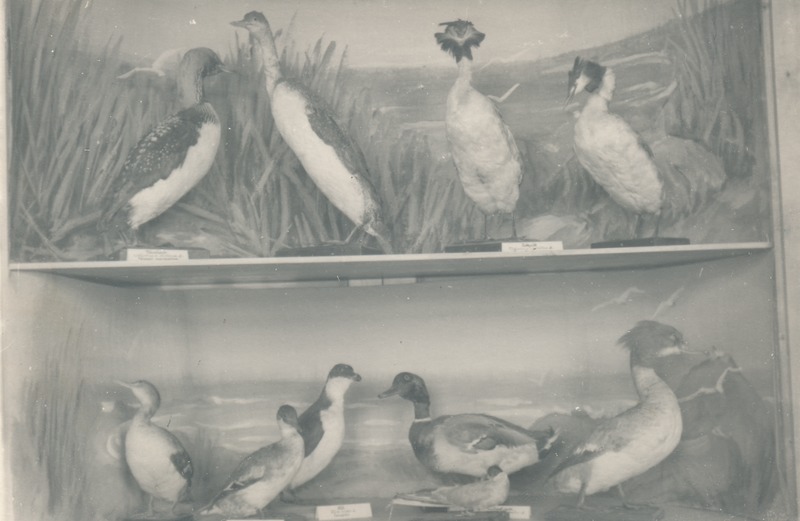 Väljapanek muuseumi loodusteaduse osakonnas