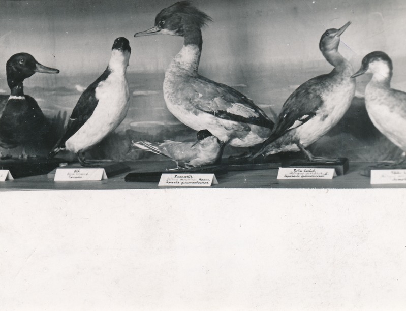 Väljapanek muuseumi loodusteaduse osakonnas