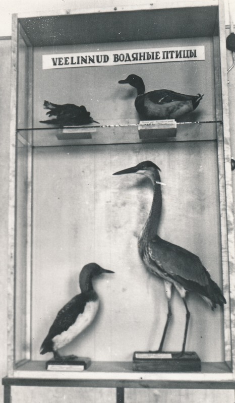 Vitriin veelindudega loodusteaduse osakonnas