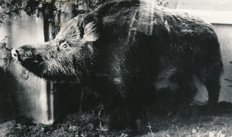 Metssea topis loodusteaduse osakonnas