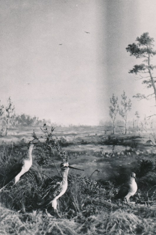 Biogrupp loodusteaduse osakonnas