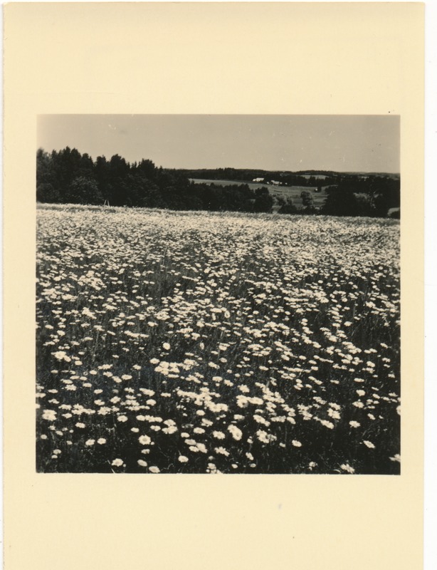 Otepää maastik