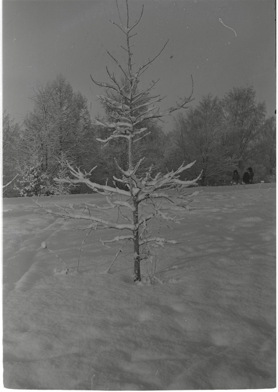 Rakvere, Koidula tänav