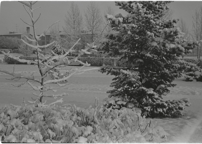 Rakvere, Koidula tänav