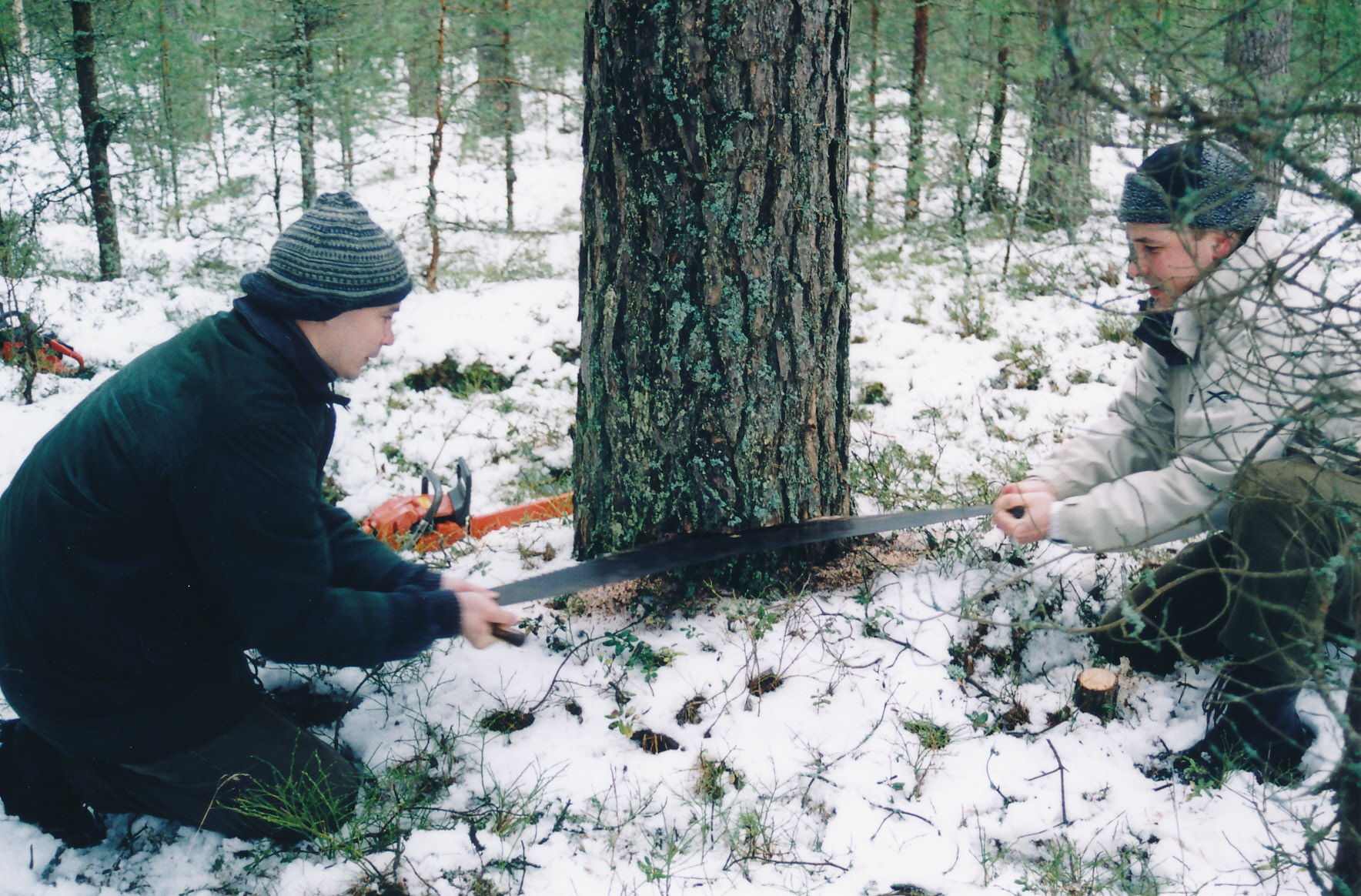 Kiilupuu langetamine. Saevad Schönberg ja Jaaksoo. 27. II. 2002.