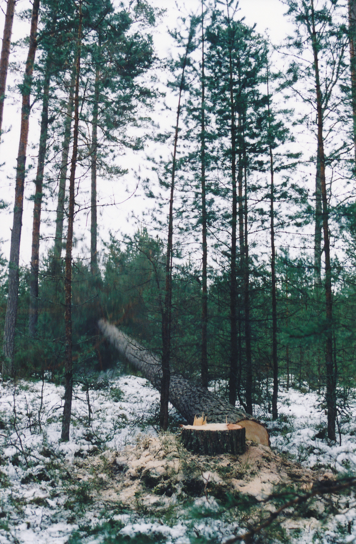 Jaala kiilupuu langeb Enbys. 27. II. 2002.