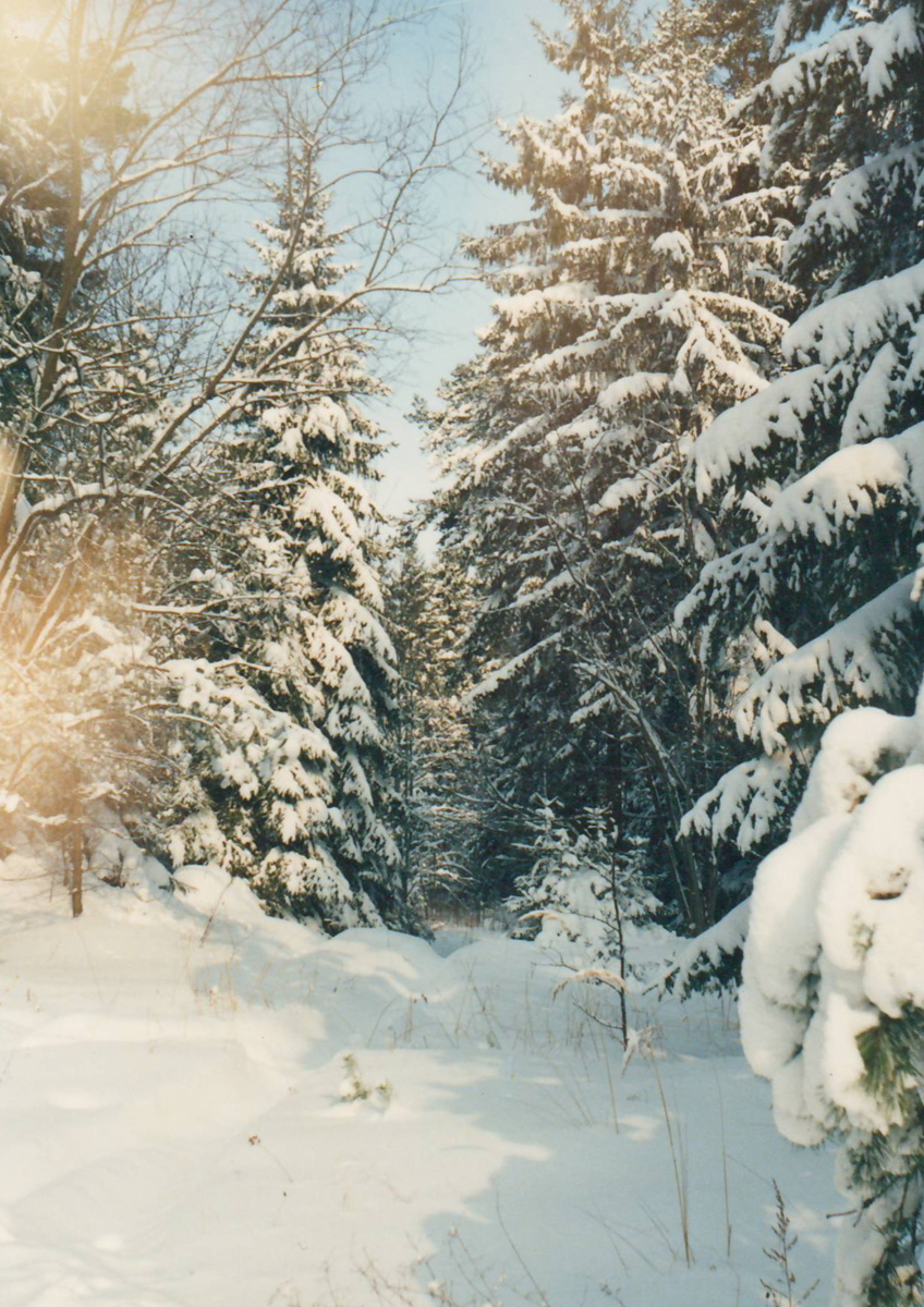 Lumine metsavaade 1988