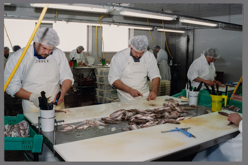 Kalatöötlemisfirma OÜ Vettel: kala fileerimine.