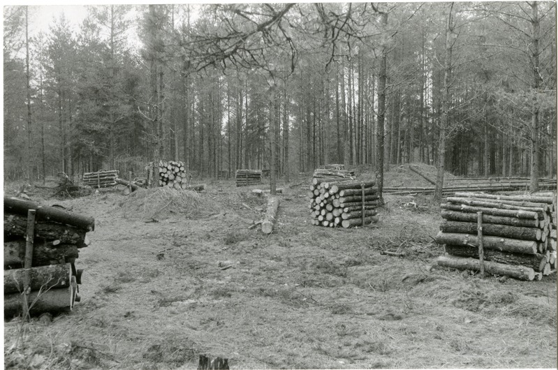 Puude mahavõtmine Kärla kalmistul