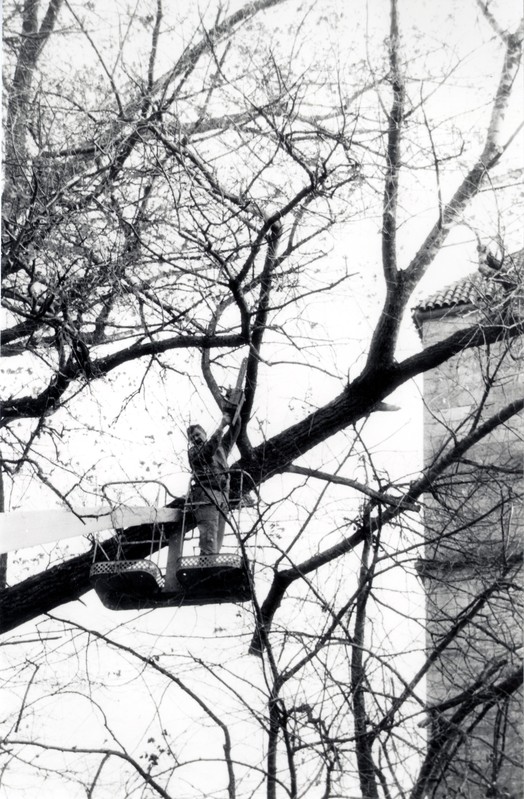 Suure papli mahavõtmine Lossihoovis