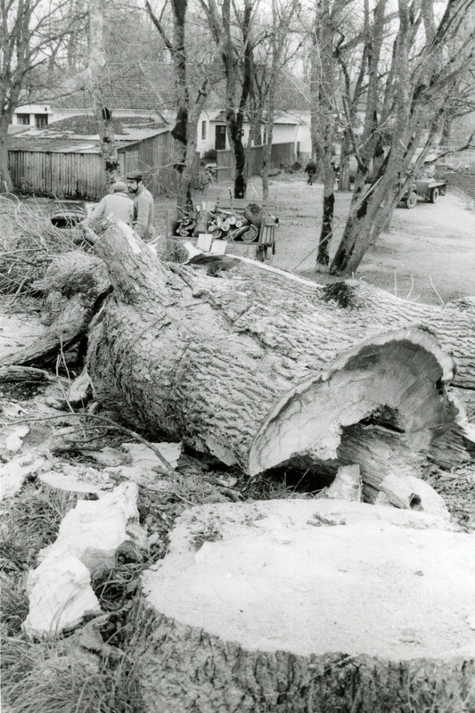 Suure papli mahavõtmine Lossihoovis