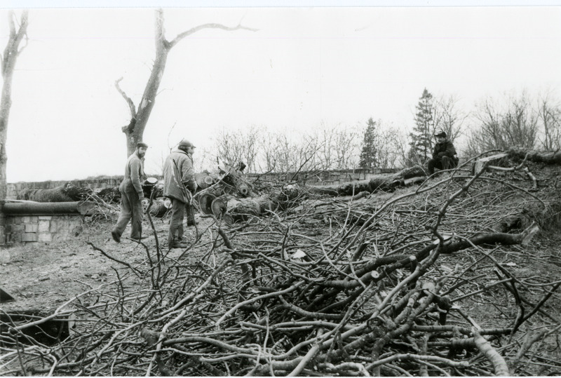 Kuressaare kindluse loodekurtiinil mahavõetud puud