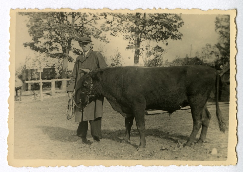 Valjala valla Väkra küla Tõnise talu tõupull Kõljalas põllumajandusnäitusel