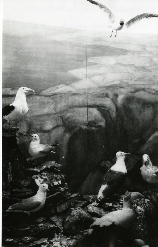 Loodusosakond enne avamist: kaljurannik haha ja kajakatega Vilsandi looduskaitseala vitriinis