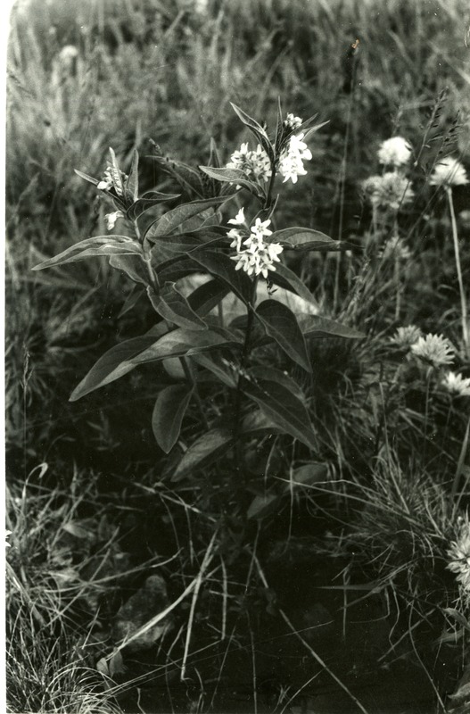 Lood-angervars Võrsna loopealsel