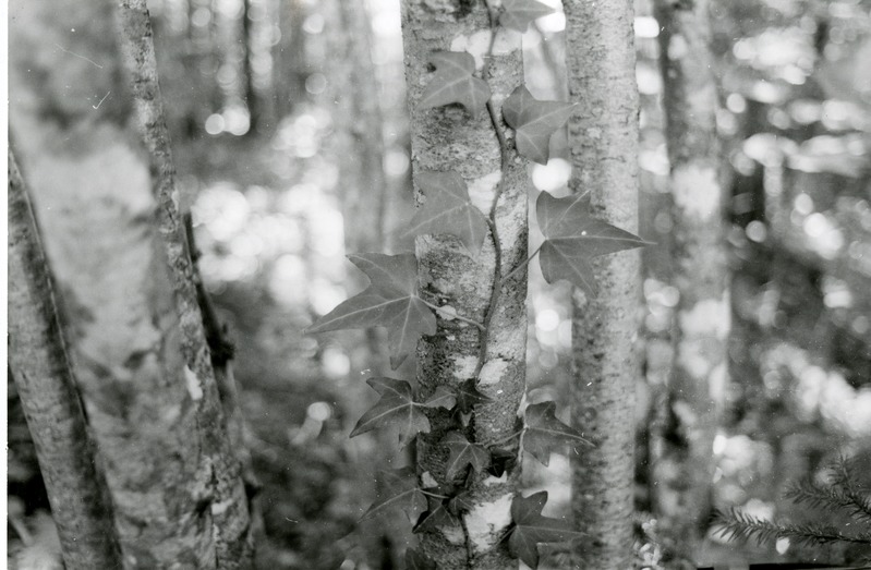 Luuderohi Viidumäe metsas