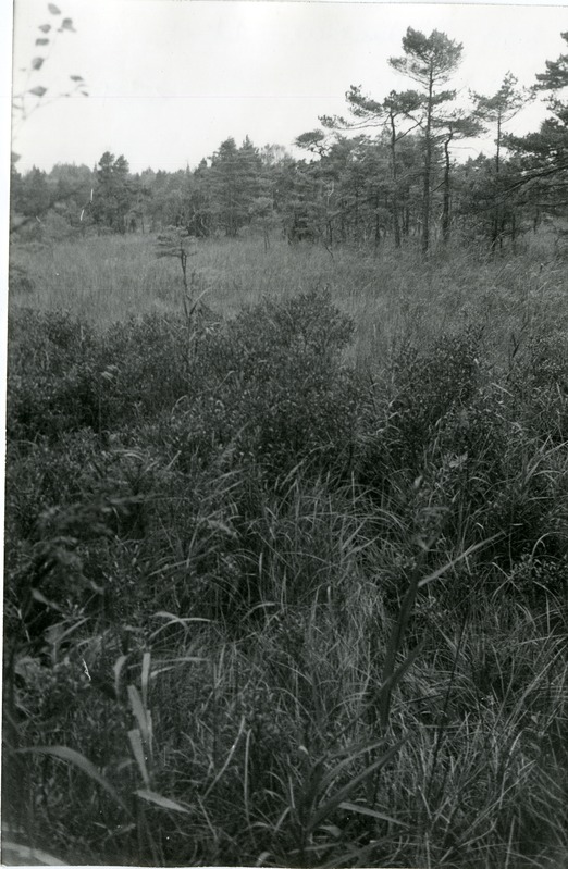 Allikasoo porsaga Viidumäe Loodukaitsealal