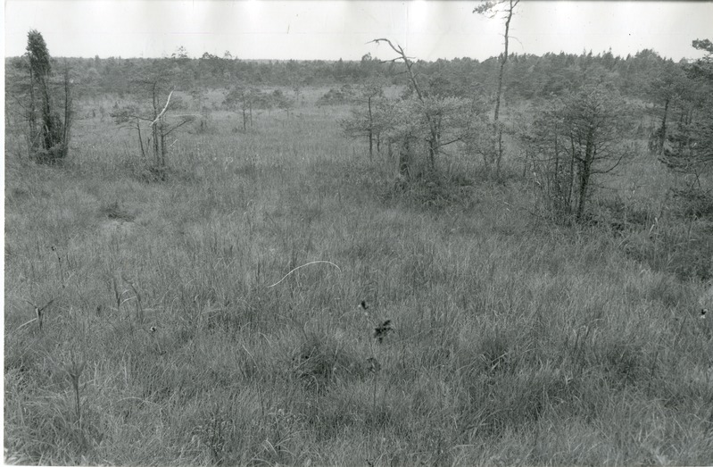 Allikasoo Viidumäe Loodukaitsealal