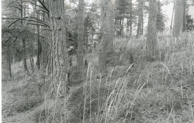 Antsülusjärve rannaastang Viidumäe Loodukaitsealal