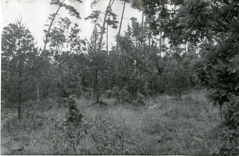 Tamme alusmetsaga männik Viidumäe Loodukaitsealal