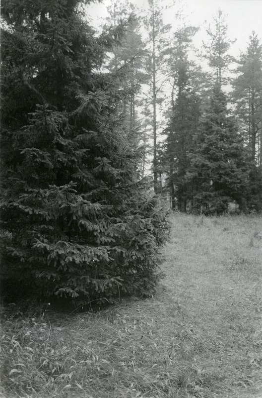 Kuuse-segamets Viidumäe Loodukaitsealal