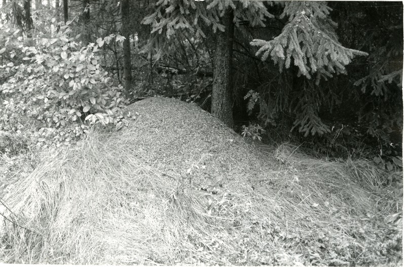 Kuklaste pesa Viidumäe Loodukaitsealal