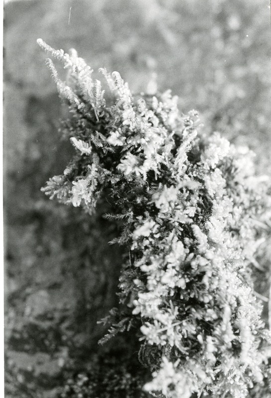 Loo-ehmik Kudjape kadastikus