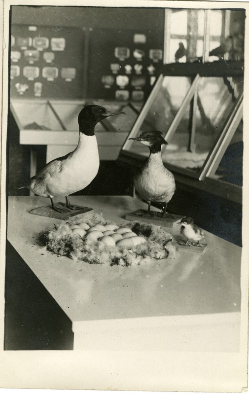 Linnukaavikud Vilsandi muuseumis: jääkosklad