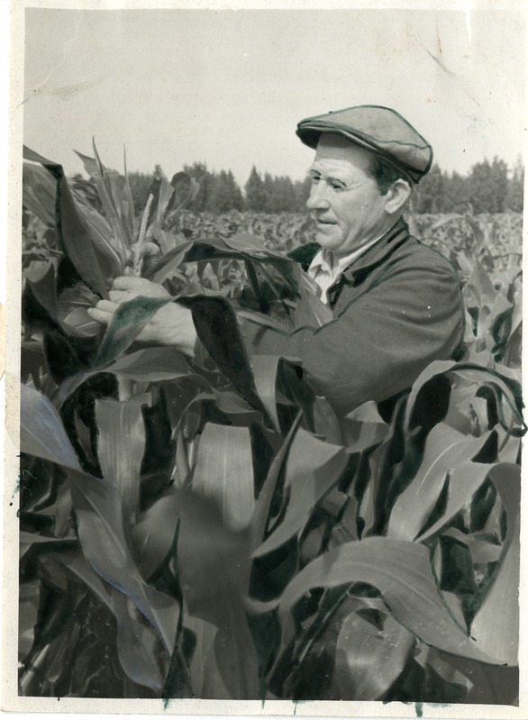 Sangari kolhoosi brigadir Johannes Kuusk maisipõllul