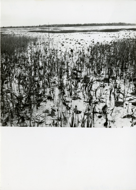 Koigi raba Suurjärv