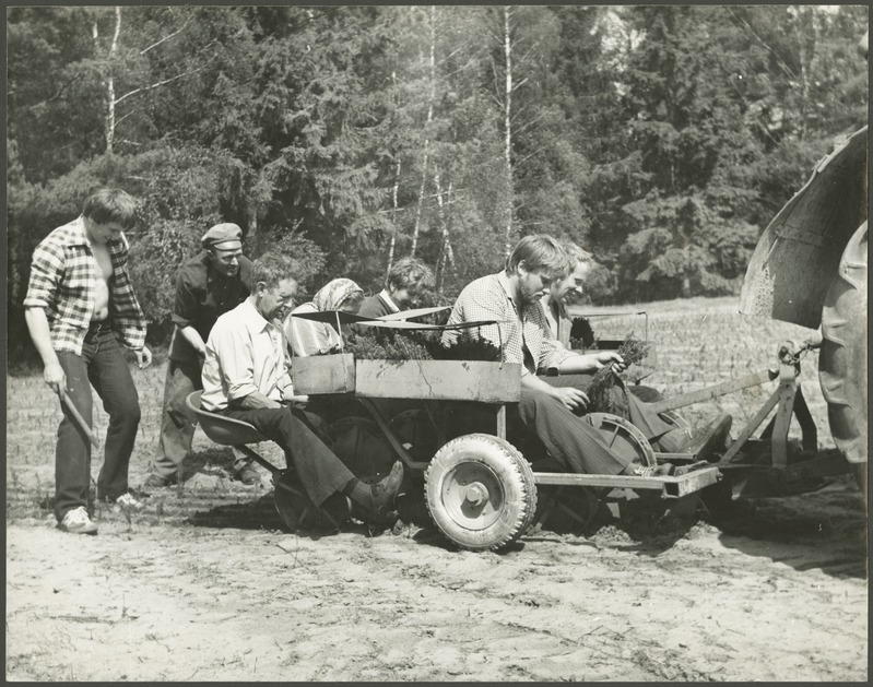 "Saare Töölise" kolhoosi puukoolis kuuse taimede istutamine istutusmasinaga EMJ-5.