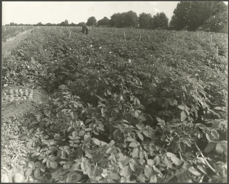 Orissaare kolhoosi kartulikloonipõld Saiklas.