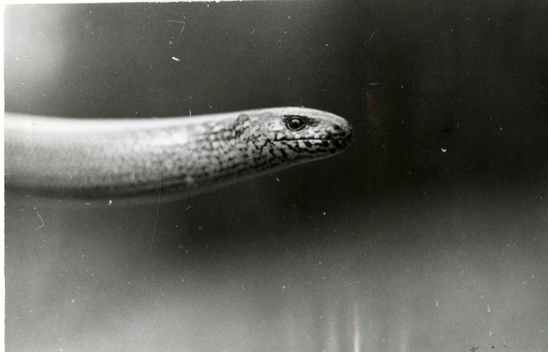 Vaskuss