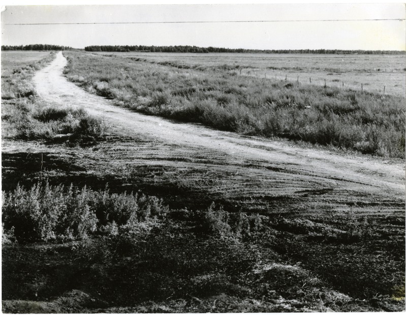 Projekteeritud metsariba Piila maaparandusobjektil