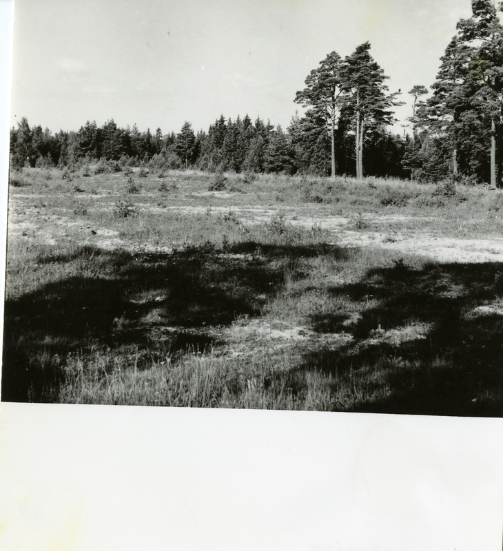 Metsastatud Viki karjäär