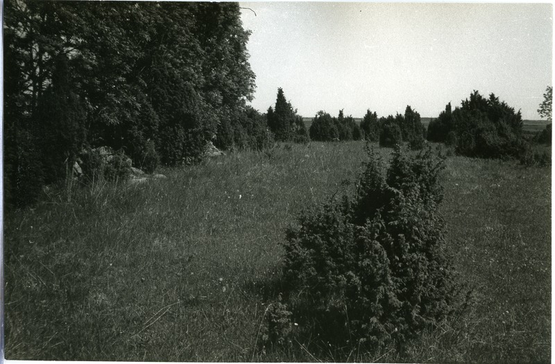 Loopealne Kõinastul