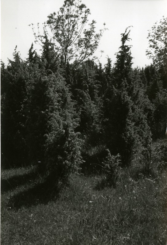 Loopealne Kõinastul