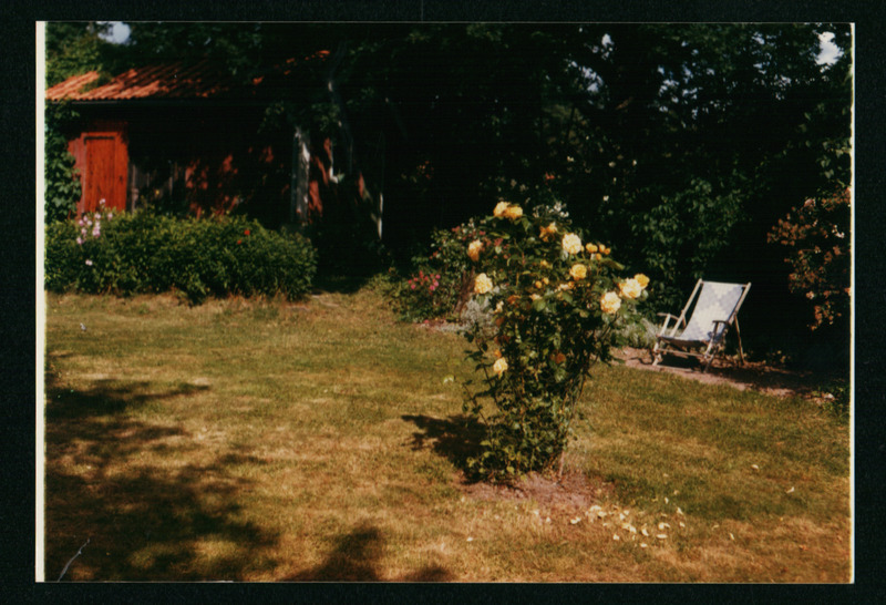 Gustav Ränga fotod tema Soelaõue suvilas kasvavatest lilledest