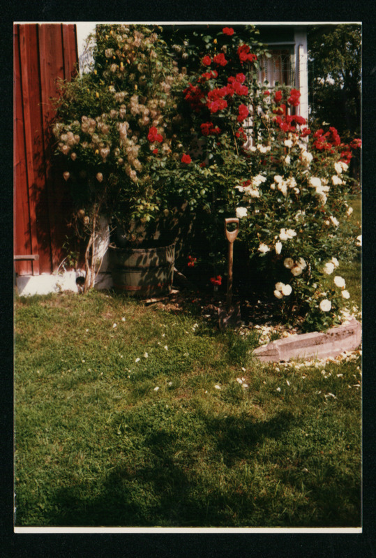 Gustav Ränga fotod tema Soelaõue suvilas kasvavatest lilledest