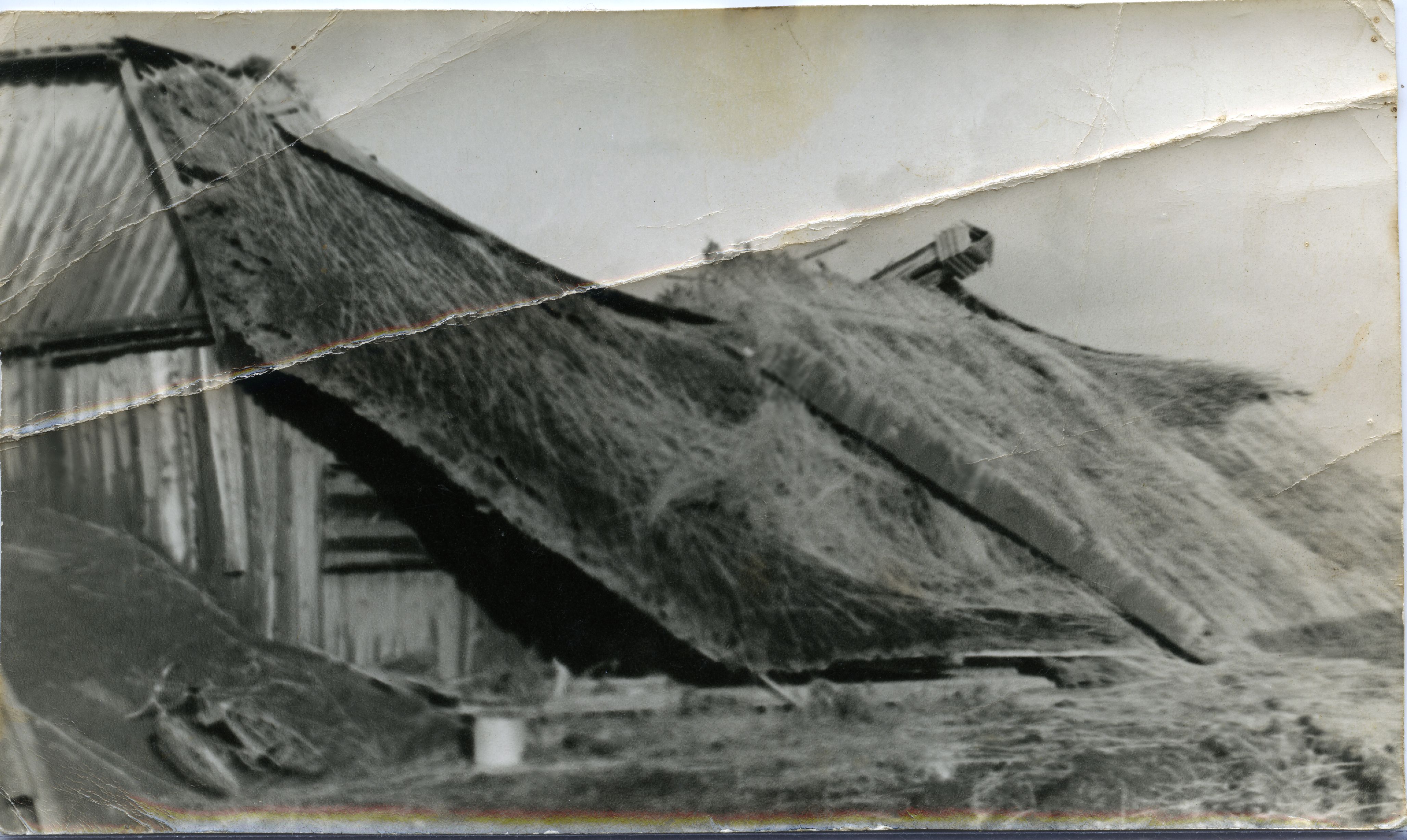 1969. aasta tormist räsitud Meedla vasikalaut