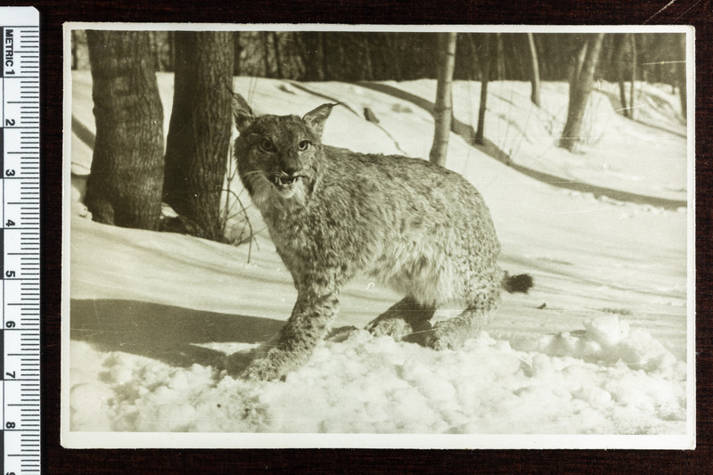 Ilvese topis Kuressaare lossihoovis