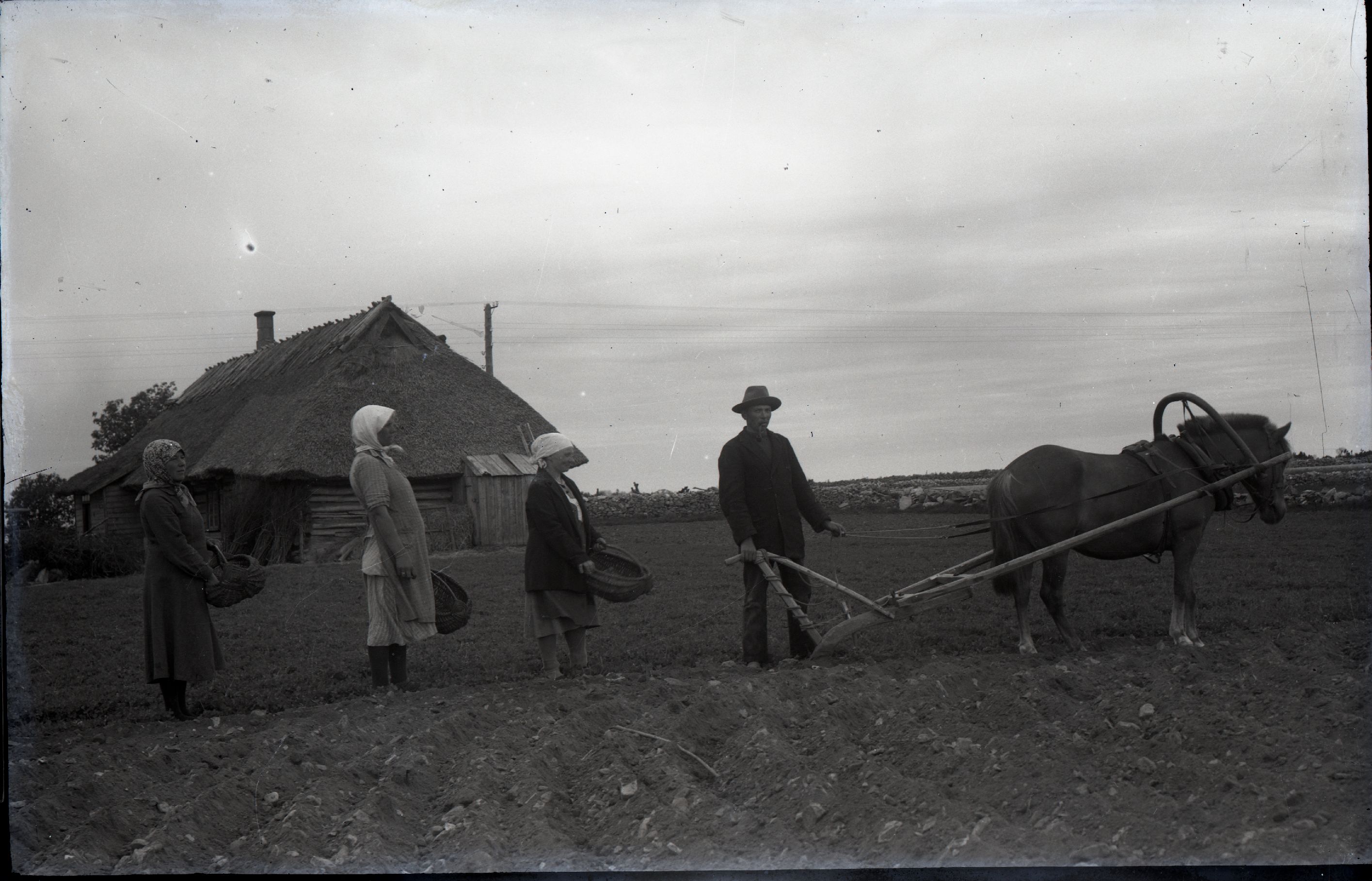 Saaremaa, kartulipanek Pöide kihelkonnas