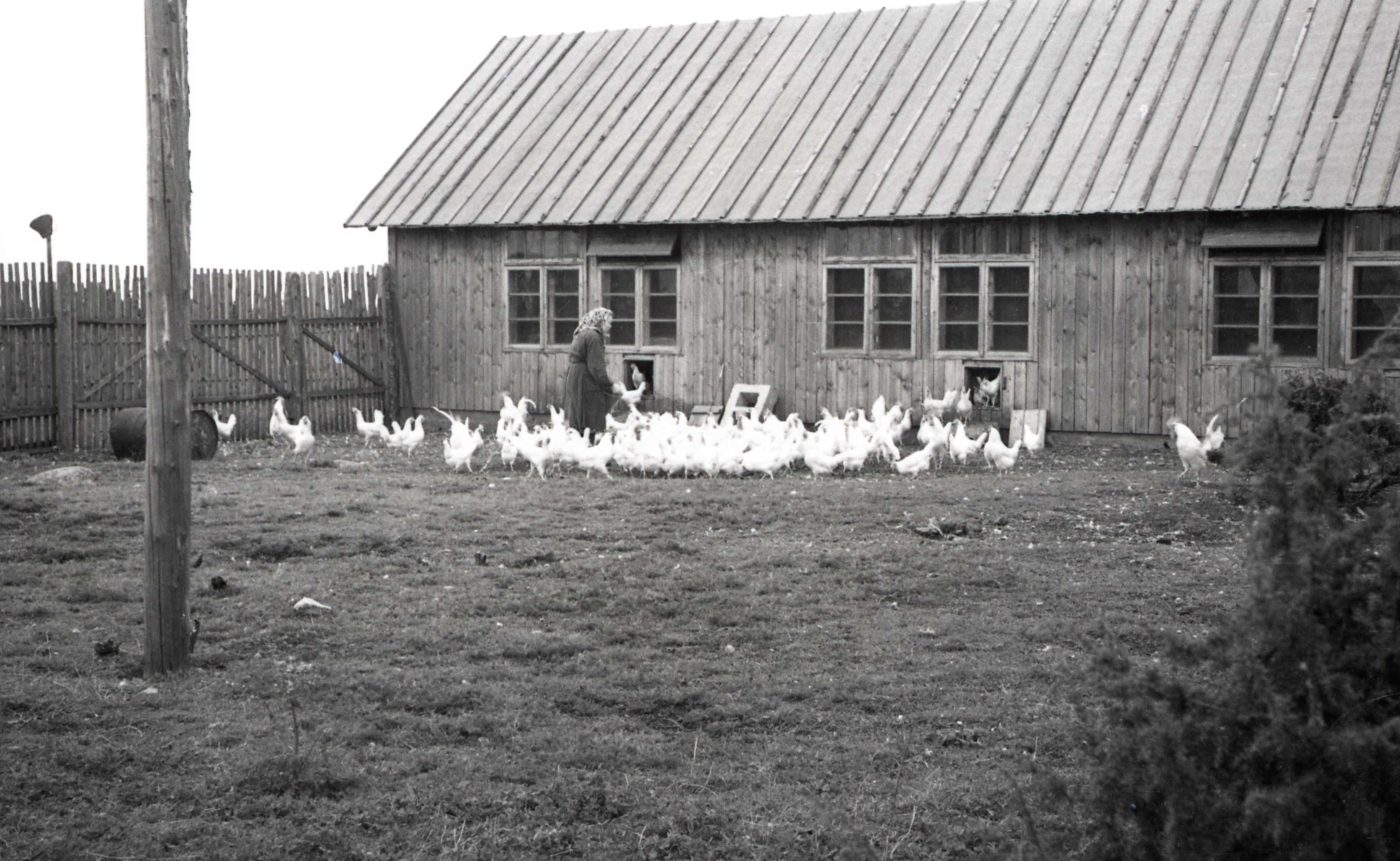 Stalini nimelise kolhoosi kanala: kanatalitaja Viiu Ella kanu söötmas