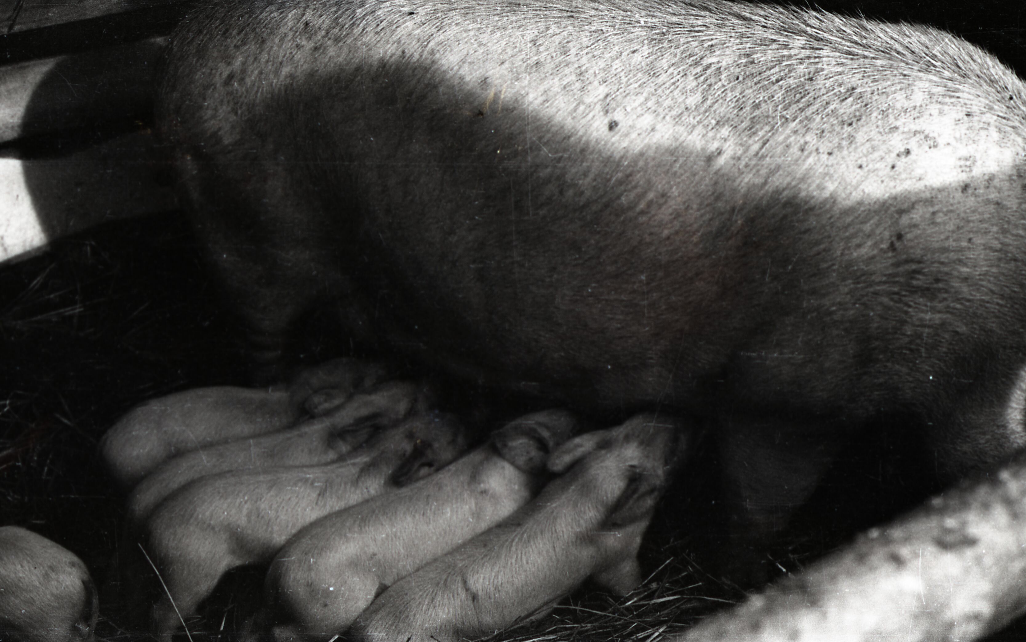 Orissaare rajooni põllumajandussaavutuste näitus 1955.a.: emis põrsastega