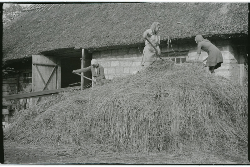 Rehelised põhku hangumas