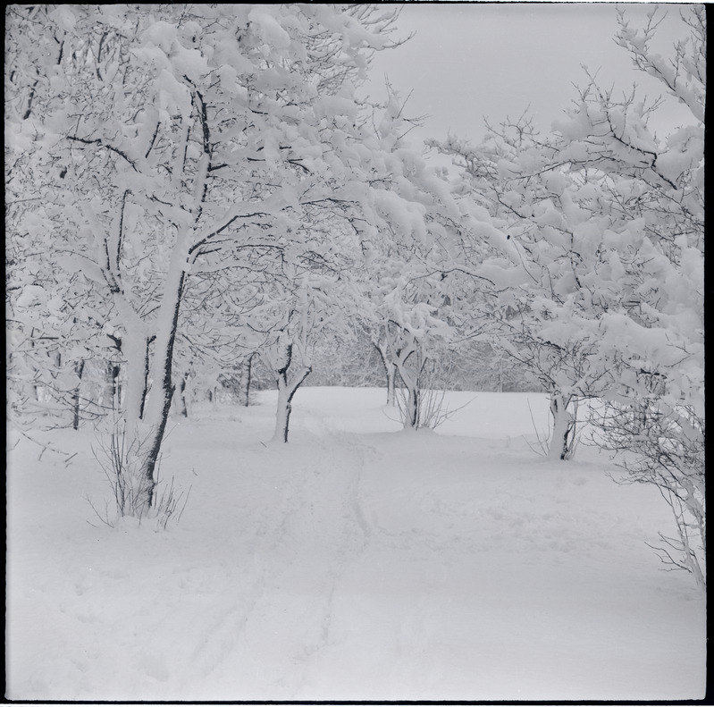 Lumine  Mierzeyewski aed