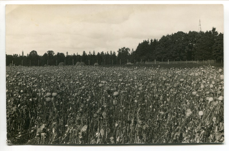 Farmaatsiatehase Helios moonipõld