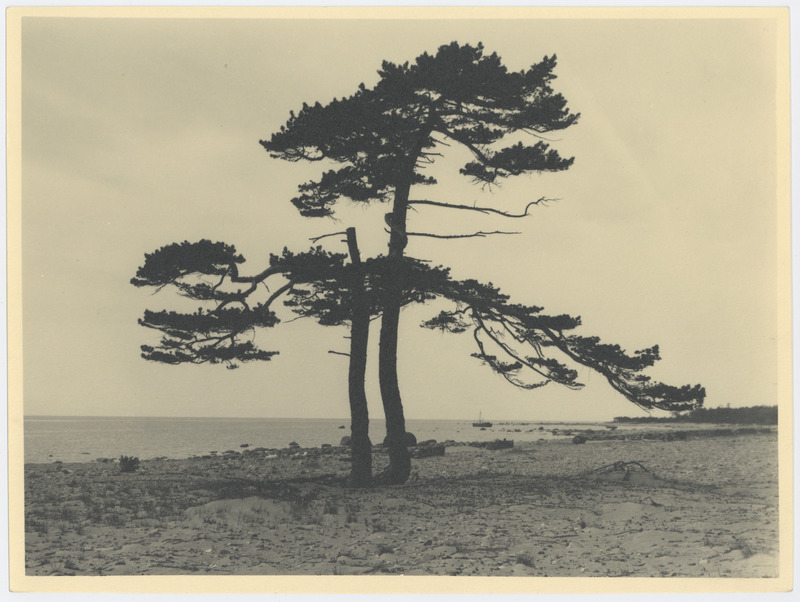 Naissaar, rannamaastik kahe jändriku männiga.