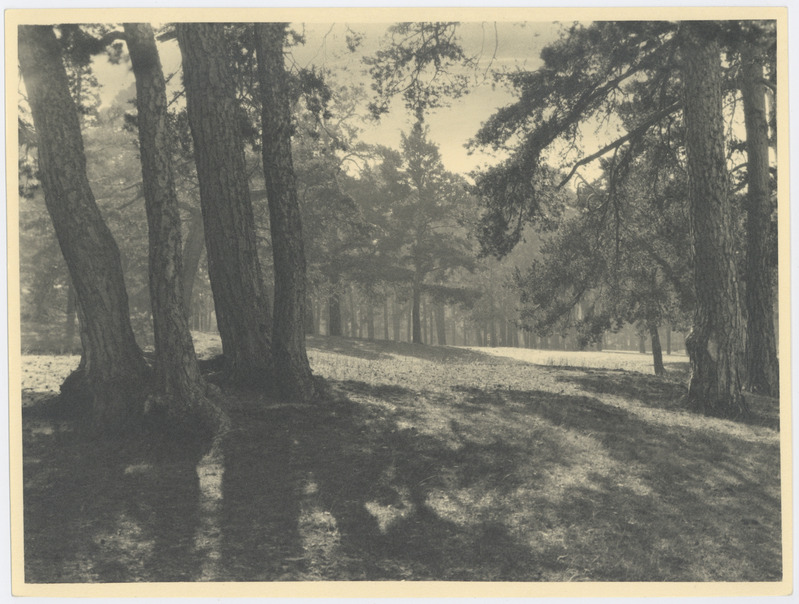 Võsu, metsamaastik päikeselise väluga.