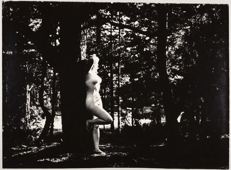 Metsas vastu puud toetuv akt.